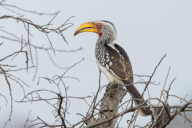 097 Zuid-Afrika, Sabi Sand Game Reserve, geelsnaveltok.jpg